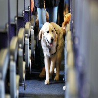 How to Add Pet to United Flight 