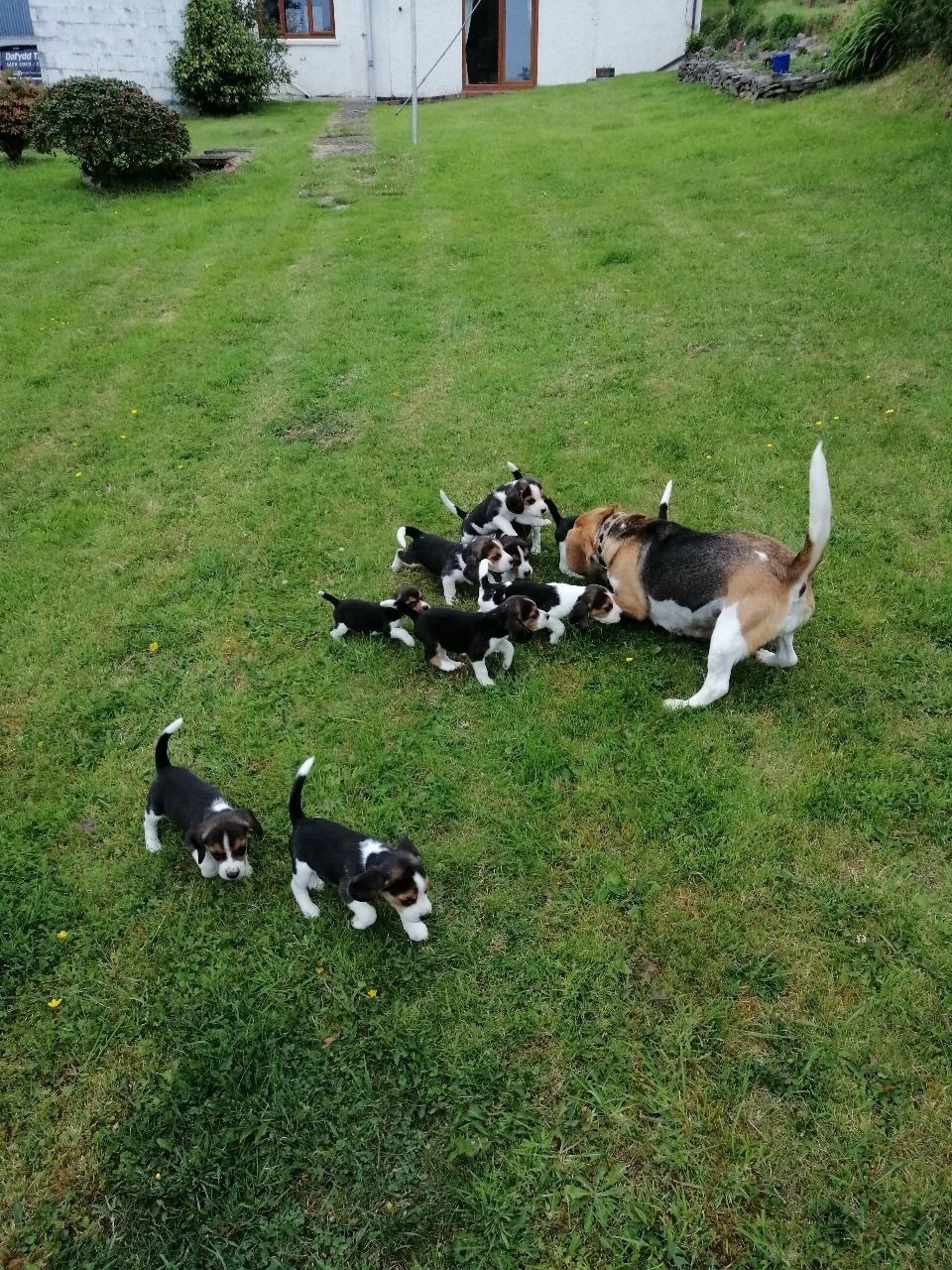 Lovely Beagle Puppies